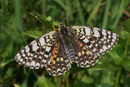 Melitaea didyma (Roter Scheckenfalter, Weibchen) / CH VS Oberems. 30. 07. 2006