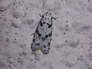 Eana penziana / TORTRICIDAE (Wickler)