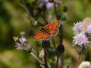 Melitaea didyma (Roter Scheckenfalter, Männchen) / CH VS Grône, Loye, Daillet 1000 m, 11. 07. 2018