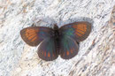 Erebia tyndarus (Schillernder Mohrenfalter, Männchen) / NYMPHALIDAE/Tr. Erebiini (Edelfalter)
