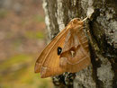 Aglia tau (Nagelfleck, Weibchen) / CH BE Hasliberg 1070 m, 07. 05. 2014