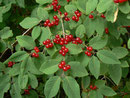 Lonicera yxlosteum (Rote Heckenkirsche) / Caprifoliaceae
