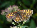 Melitaea athalia (Wachtelweizen-Scheckenfalter) / CH BE Hasliberg 1075 m, 11. 07. 2010