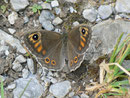 Lasiommata maera (Braunauge, Weibchen) / CH UR Brunnital 1240 m, 15. 07. 2013