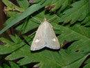 Udea alpinalis / CRAMBIDAE/Spilomelinae (Zünsler)