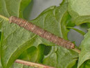 Alcis repandata (Braunmarmorierter Baumspanner, Raupe weitergezüchtet) / CH BE Hasliberg 1070 m,  04. 06. 2013