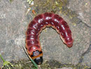 Cossus cossus (Weidenbohrer) / CH AG Merenschwand, 25. 04. 2011