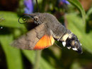 Macroglossum stellatarum (Taubenschwänzchen) / SPHINGIDAE (Schwärmer)