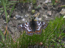 Euphydryas cynthia (Veilchen-Scheckenfalter, Männchen) / NYMPHALIDAE/Melitaeini (Edelfalter)
