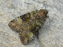 Anaplectoides prasina (Grüne Heidelbeereule) / NOCTUIDAE/Noctuinae