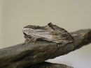 Harpyia milhauseri (Pergament-Zahnspinner) / NOTODONTIDAE (Zahnspinner)