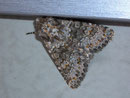 Hecatera dysodea (Kompasslatticheule) / NOCTUIDAE (Eulen)