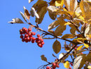 Sorbus aria (Echter Mehlbeerbaum) / Rosaceae