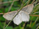Scopula ternata (Heidelbeer-Kleinspanner) / CH TI Gambarogno 1500 m, 26. 06. 2011