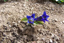 Gentiana clusii (Clusis Enzian) / Gentianaceae