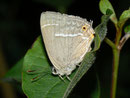 Favonius quercus (Blauer Eichenzipfelfalter) / LYCAENIDAE/Theclini (Bläulinge)