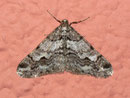 Agriopis leucophaearia (Weissgrauer Breitflügelspanner) / GEOMETRIDAE/Ennominae (Spanner)