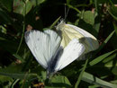 Pieris napi (Grünaderweissling) / CH BE Hasliberg 1050 m, 01. 05. 2009