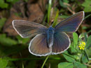 Polyommatus semiargus Violetter Waldbläuling, (Weibchen) / LYCAENIDAE/Polyommatini (Bläulinge)