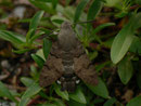 Macroglossum stellatarum (Taubenschwänzchen) / CH BE Hasliberg 1150 m, 13. 09. 2015