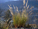Calamagrostis varia (Buntes Reitgras) / Poaceae