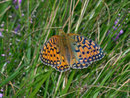 Argynnis aglaja (Grosser Perlmuttfalter, Weibchen) / CH TI Val Colla 1300 m, 27. 07. 2010