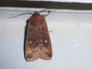 Eupsilia transversa (Satelliteule) / NOCTUIDAE (Eulen)