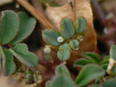 Polyommatus bellargus (Himmelblauer Bläuling) / CH BE Hasliberg 1180 m, 26. 10. 2023