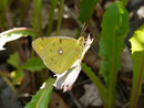 Colias croceus (Postillon, Weibchen) / CH BE Hasliberg 1070 m, 02. 07. 2017