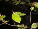 Fagus sylvatica (Buche) / Fagaceae