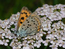 Lycaena alciphron gordius (Violetter Feuerfalter, Weibchen) / CH VS Binntal Heiligkreuz 1800 m, 10. 08. 2010