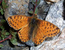 Boloria pales (Hochalpen-Perlmuttfalter) / NYMPHALIDAE/Heliconiinae (Edelfalter)