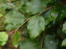 Fagus sylvatica (Buche) / FAGACEAE
