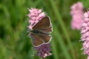 Lycaena hippothoe eurydame (Lilagold Feuerfalter)  / LYCAENIDAE/Lycaeninae (Bläulinge)