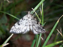 Alcis jubata (Bartflechten-Rindenspanner) / GEOMETRIDAE/Ennominae (Spanner)