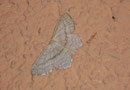 Scopula nigropunctata (Eckflügel-Kleinspanner) / GEOMETRIDAE/Sterrhinae (Spanner)