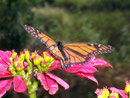 Danaus plexippus (Monarch) / NYMPHALIDAE/Danainae (Edelfalter)