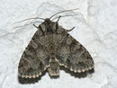 Polia nebulosa (Waldstauden-Blättereule / NOCTUIDAE (Eulen)