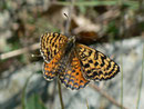 Melitaea didyma (Roter Scheckenfalter, Weibchen) / CH VS Gampel Jeizinen 890 m, 12. 07. 2011