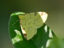 Opistograptis luteolata (Gelbspanner) / GEOMETRIDAE/Ennominae (Spanner)