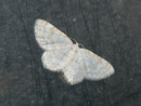 Asthena albulata (Ungepunkteter Zierspanner) GEOMETRIDAE/ Larentiinae (Spanner)