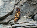 Melitaea didyma (Roter Scheckenfalter, Puppe) / CH VS Zermatt Sunnegga 2150 m, 25. 08. 2010