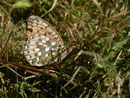 Argynnis aglaja (Grosser Perlmuttfalter, Eiablage) / CH BE Hasliberg 1050 m, 08. 09. 2018