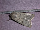 Epipsilia grisescens (Bergwiesen-Bodeneule) / NOCTUIDAE (Eulen)