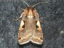 Xestia c-nigrum (Schwarzes C)  / NOCTUIDAE (Eulen)