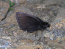 Erebia pluto (Eis-Mohrenfalter) / NYMPHALIDAE/Tr. Erebiini (Edelfalter)