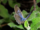 Lampides boeticus (Geschwänzter Blasenstrauchbläuling) / LYCAENIDAE/Polyommatini (Bläulinge)