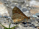 Euphydryas aurinia (Skabiosen-Scheckenfalter) / CH VS Nufenenpass Lengtal 2100 m, 07. 07. 2010