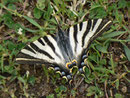 Iphiclides feisthamelii / PAPILIONIDAE/Papilioninae (Ritterfalter)