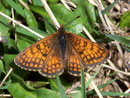 Melitaea varia (Alpen-Scheckenfalter, Männchen) / NYMPHALIDAE/Tribus Melitaeini (Edelfalter)